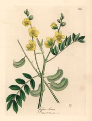 Sárga virágú szenna vagy egyiptomi kasszia maghüvellyel, Cassia senna, James Sowerby botanikai illusztrációjáról William Woodville-ből és Sir William Jackson Hooker "Orvosi botanikája" 1832-ből (kézszínű rézmetszet)