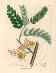 Sárga virágú tamarindfa, Tamarindus indica, James Sowerby botanikai illusztrációjáról William Woodville-ből és Sir William Jackson Hooker "Medical Botany" 1832-es művéből (kézszínű rézmetszet)