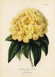 Arany rhododendron, Rhodendron aureum