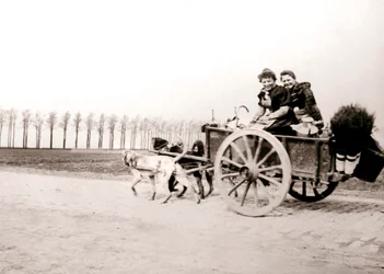 Kutyák húzzák a nőket a szekéren, Antwerpen, 1898.