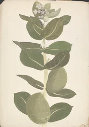 Calotropis procera (Ait.) Ait. f. (Szodomai alma, fülfa): virágzó és termő növény kész rajza