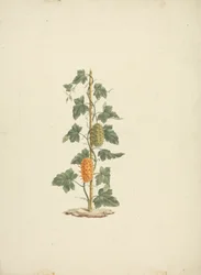 Cucumis metuliferus Naud (vaduborka): kész rajz