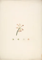 Euphorbia nubica N.E. Br. (Nubian Spurge): virágzó és termő hajtás kész rajza, virágboncolások részleteivel