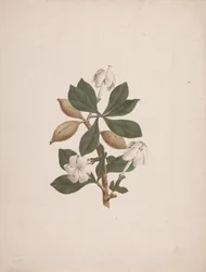Gardenia ternifolia Schum.& Thonn. (Wild Gardenia): kész rajz