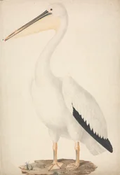 Pelecanus onocrotalus (Nagy fehér Pelikán)