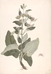 Phlomis herba-venti L. : kész rajz