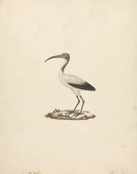 Threskiornis ethiopicus (afrikai szent íbisz)