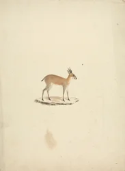 Azonosítatlan madogua (Dik-dik)