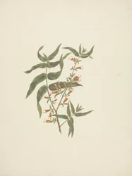 Woodfordia uniflora (A. Rich.) Koehne: virágzó hajtás kész rajza
