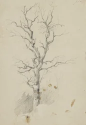 Fa (ceruza papíron)