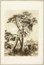 Scotch Fir, a Park és az erdőből