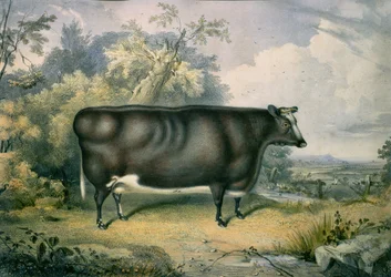 A cottesmore-i díjnyertes üsző, Henry Strafford nyomán (aktív 1833-73), 1837
