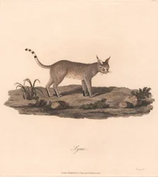Hiúz