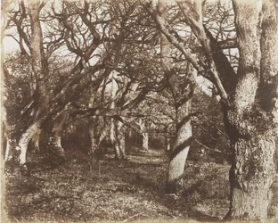 Kukucskálás Leigh Woodsban, 1853-56.
