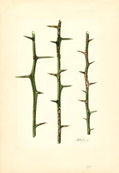 Citrus Canker a narancs növény szárán (Poncirus trifoliata) (akvarell)