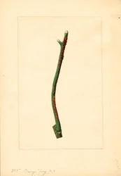 Narancsfa gallya (Citrus sinensis: Valencia) (akvarell)