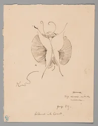 Pillangó (recto); Pillangó töredéke (verso)