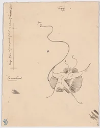 Pillangó "Találkozás" (recto); Vázlat a farokrészhez (verso)