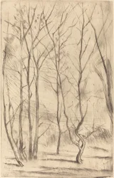 A Dam Wood