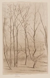 A Dam Wood
