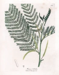 Akác a cachou vagy cachoutier - Catechu, Acacia catechu. Kézzel színezett rézmetszet James Sowerby botanikai illusztrációjából (William Woodville) és Sir William Jackson Hooker "" Medical Botany" című művéből, John Bohn, London