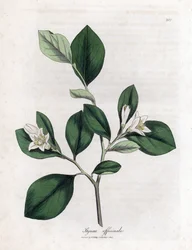 Aliboufier - Storax, Styrax officinalis. Kézzel színezett rézmetszet James Sowerby botanikai illusztrációjából (William Woodville) és Sir William Jackson Hooker "" Medical Botany" című művéből, John Bohn, London