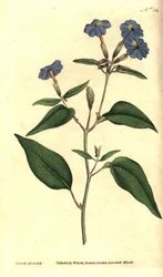 Amerikai browallie - Jamaicai nefelejcs, ametiszt virág, vagy bokor ibolya, Browallia americana (Tall browallia, Browallia elata). James Sowerby kézzel színezett rézmetszet és botanikai illusztrációja William Curtis The Botanical Magazine-jából,