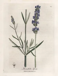 Apic levendula. Kézzel színezett rézmetszet James Sowerby (1757-1822) rajzából, Botanique Medicinale