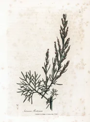 Aurone vagy citromfű vagy zsályás citromfű - Southernwood, Artemisia abrotanum. Kézzel színezett rézmetszet James Sowerby botanikai illusztrációjából (William Woodville) és Sir William Jackson Hooker „" Medical Botany" című művéből, John Bohn, London