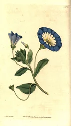 Gyönyörű napos vagy tricolor bindweed - Kis szálfű, Convolvulus tricolor. Kézzel színezett rézmetszet és botanikai illusztráció James Sowerbytől, William Curtis The Botanical Magazine-jából, Lambeth Marsh, London