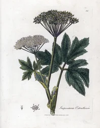 Benzoin vagy Imperatory - Közönséges mesterfű, Imperatoria ostruthium. Kézzel színezett rézmetszet James Sowerby botanikai illusztrációjából (William Woodville) és Sir William Jackson Hooker "" Medical Botany" című művéből, John Bohn, London