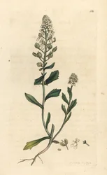 Keserű candytuft, Iberis amara. Kézzel színezett rézmetszet James Sowerby illusztrációja nyomán James Smith angol botanikájából, London
