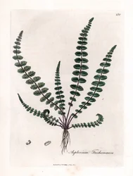 Fekete doradilla vagy álkapilláris (páfrány) - Közönséges leányszőr páfrány vagy lépfű, Asplenium trichomanes. Kézzel színezett rézmetszet James Sowerby botanikai illusztrációjából (William Woodville) és Sir William Jackson Hooker „” Medical Bo” című művéb