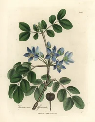 Kék virágú Guaiacum officinale