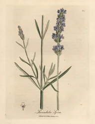 Kék virágú levendula, Lavandula spica