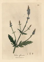 Kék virágú verbéna, Verbena officinalis