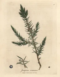 A közönséges boróka, a Juniperus communis ága és bogyói