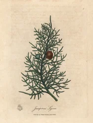 A cédrusfa, a Juniperus lycia ága és bogyói