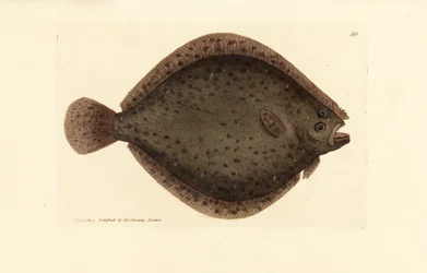 Brill vagy sárkányhal, Scophthalmus rhombus (Pleuronectes rhombus). James Sowerby kézi színű rézmetszete a The British Miscellany-ból, vagy új, ritka vagy kevéssé ismert állattémák színes figurái.