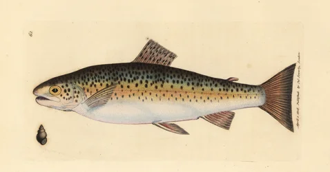 Sebes pisztráng, Salmo trutta fario (Gillaroo pisztráng, Salmo fario). James Sowerby kézi színű rézmetszete a The British Miscellany-ból, vagy új, ritka vagy kevéssé ismert állattémák színes figurái.