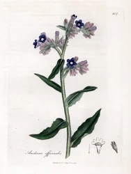 Bugloss officinale - Bugloss, Anchusa officinalis. Kézzel színezett rézmetszet James Sowerby botanikai illusztrációjából (William Woodville) és Sir William Jackson Hooker "" Medical Botany" című művéből, John Bohn, London