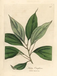 Kámforfa, Laurus camphora