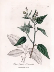 Cascarille officinale vagy puha vagy faux quinquina fa - Cascarilla, Croton (Clutia) eluteria. Kézzel színezett rézmetszet James Sowerby botanikai illusztrációjából William Woodville-ből és Sir William Jackson Hooker "" Medical Botany" című művéből, John