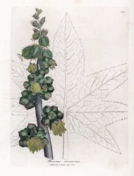 Ricinus - Ricinusolaj növény, Ricinus communis. Kézzel színezett rézmetszet James Sowerby botanikai illusztrációjáról William Woodville-ből és Sir William Jackson Hooker "" Medical Botany" című művéből, John Bohn, London