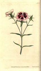 Kínai szegfű - kínai rózsaszín vagy indiai rózsaszín, Dianthus chinensis. James Sowerby kézzel színezett rézmetszet és botanikai illusztrációja a William Curtis The Botanical Magazine-jából, Lambeth Marsh, London