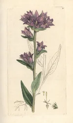 Fürtös harangvirág, Campanula glomerata (Campanule agglomeree) Kézi színű rézmetszet James Sowerby illusztrációja után a londoni James Smith angol botanikájából