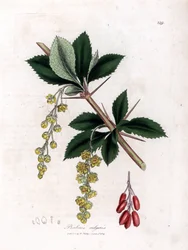 Közönséges borbolya - Közönséges borbolya, Berberis vulgaris. Kézzel színezett rézmetszet James Sowerby botanikai illusztrációjából (William Woodville) és Sir William Jackson Hooker "" Medical Botany" című művéből, John Bohn, London