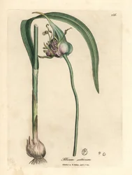 Közönséges termesztett fokhagyma, Allium sativum