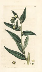 Közönséges gromwell, Lithospermum officinale (Gremil officinal) Kézi színű rézmetszet James Sowerby illusztrációja nyomán James Smith angol botanikájából, London