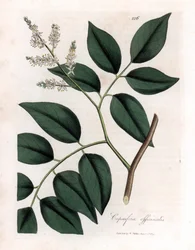 Copaier - Copaiva balzsam, Copaifera officinalis. Kézzel színezett rézmetszet James Sowerby botanikai illusztrációjából (William Woodville) és Sir William Jackson Hooker "" Medical Botany" című művéből, John Bohn, London